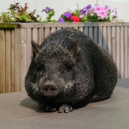 Vintage Balcony & ゲストハウス