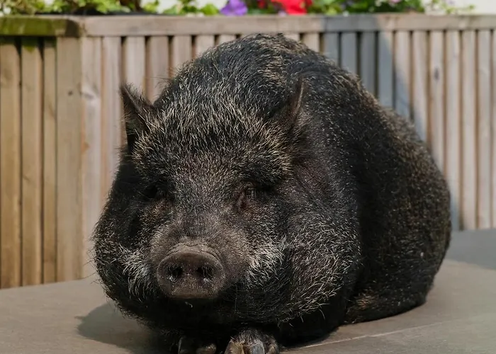 Vintage Balcony & Maison d'hôtes